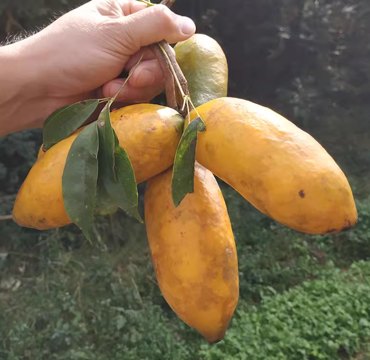 Stauntonia Leucantha Seeds