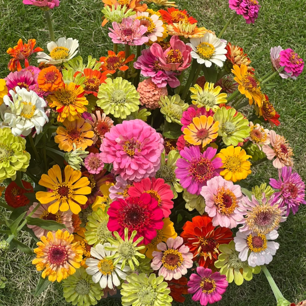 🌺Double Zinnia Mixed Color Seeds