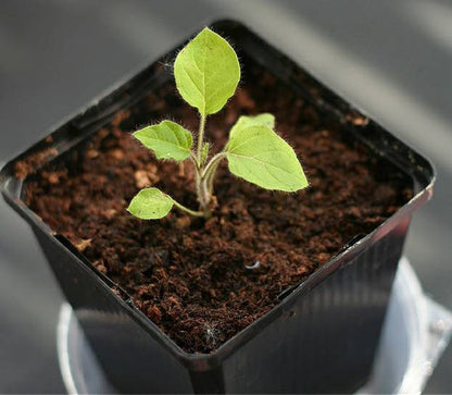 Nipple Fruit Seeds ~ Cow's Udder ~ Titty Fruit ~ Apple of Sodom (Solanum mammosum) ~ Nipplefruit Bizarre Fruit in the Solanum Family
