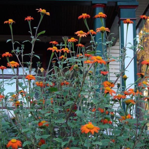 Orange Sunflower,Tithonia Speciosa Goldfinger flower Seeds