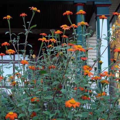 Orange Sunflower,Tithonia Speciosa Goldfinger flower Seeds