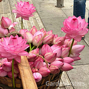 🌸[7 days germination]Last Day Up to 80% OFF💐The Sacred Bonsai Bowl Lotus Flower