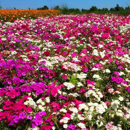 💐Vibrant Tapestry of Color ✨Creeping Phlox Seeds, Shibazakura Seeds