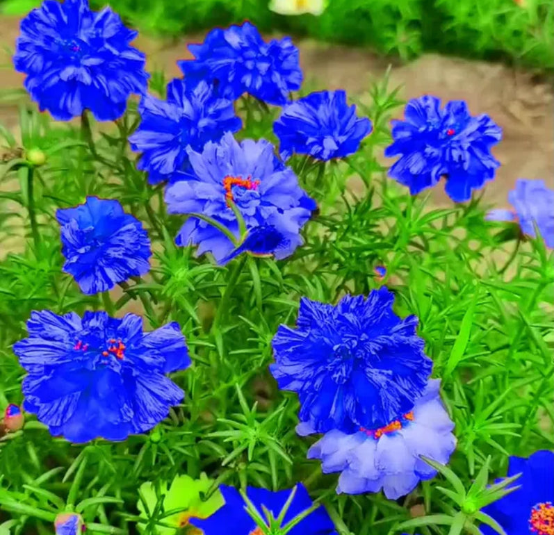 💙Muti-color Portulaca Flower Seeds