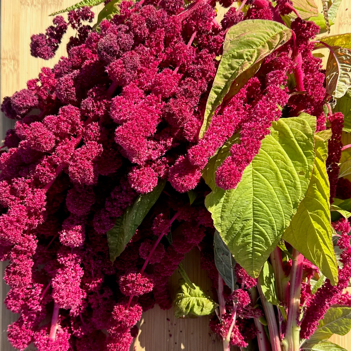🌾Amaranthus Seeds