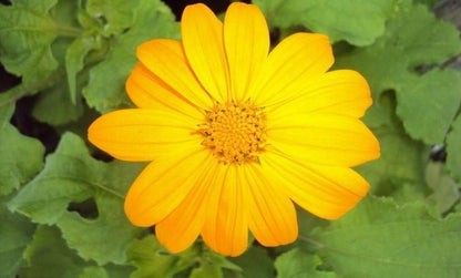 Mexican Sunflower Seeds - Yellow (Tithonia Speciosa Yellow Torch)  Seeds.