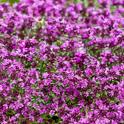 ✨Creeping Thyme Seeds for Four Seasons🏡Create Your Perfect Lawn Here🌼