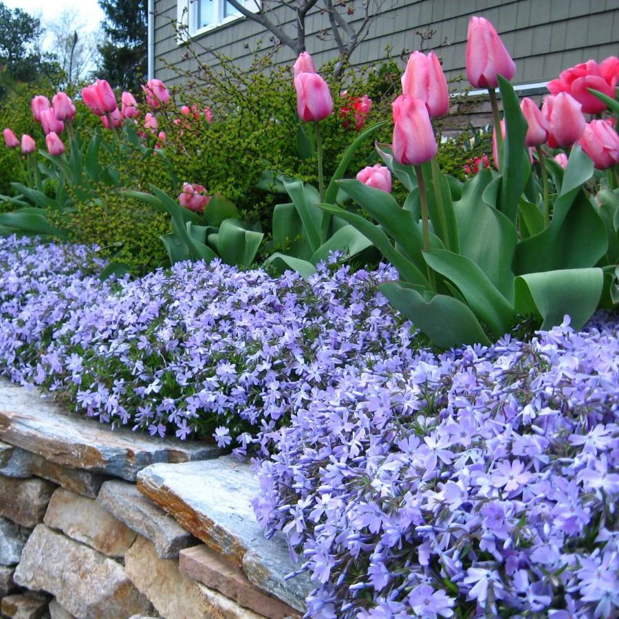 💐Vibrant Tapestry of Color ✨Creeping Phlox Seeds, Shibazakura Seeds