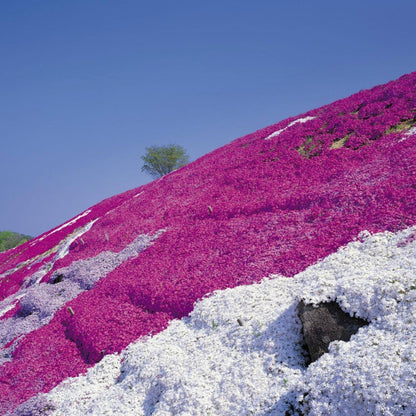 ✨Creeping Thyme Seeds for Four Seasons🏡Create Your Perfect Lawn Here🌼