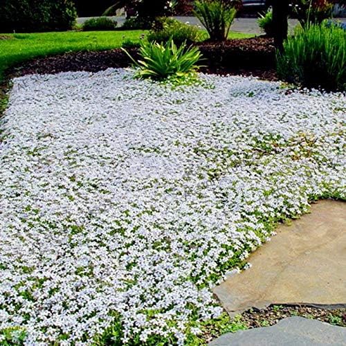 ✨Creeping Thyme Seeds for Four Seasons🏡Create Your Perfect Lawn Here🌼