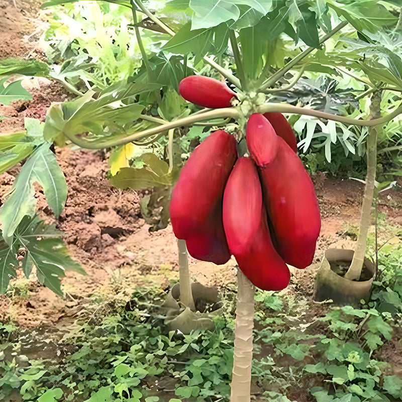 Organic Papaya Tree Seeds Heirloom Edible