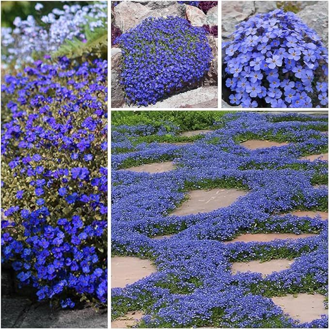 ✨Creeping Thyme Seeds for Four Seasons🏡Create Your Perfect Lawn Here🌼