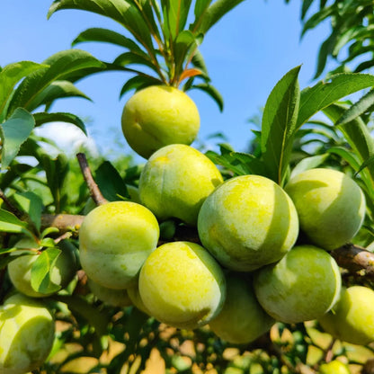 Yellow Plum Seeds Sugar Plum