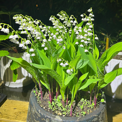 Lily of the Valley Roots