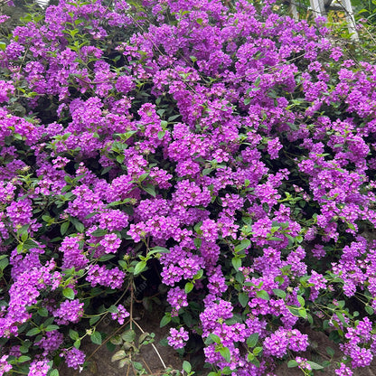 🌺Colorful Elf Lantana Seeds - Repels Mosquitoes And Flies