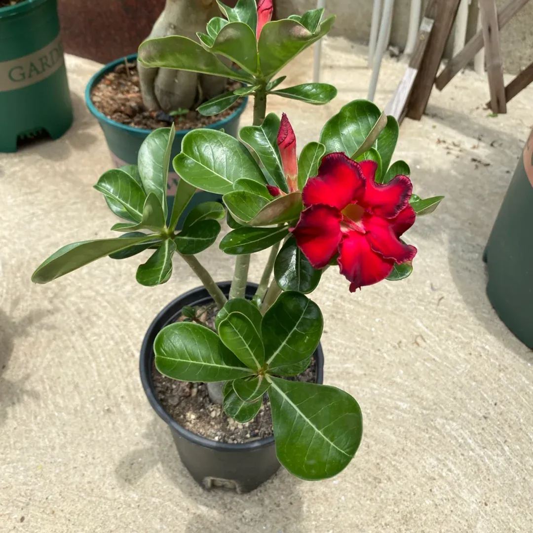 Red heart with black border desert Rose Seeds