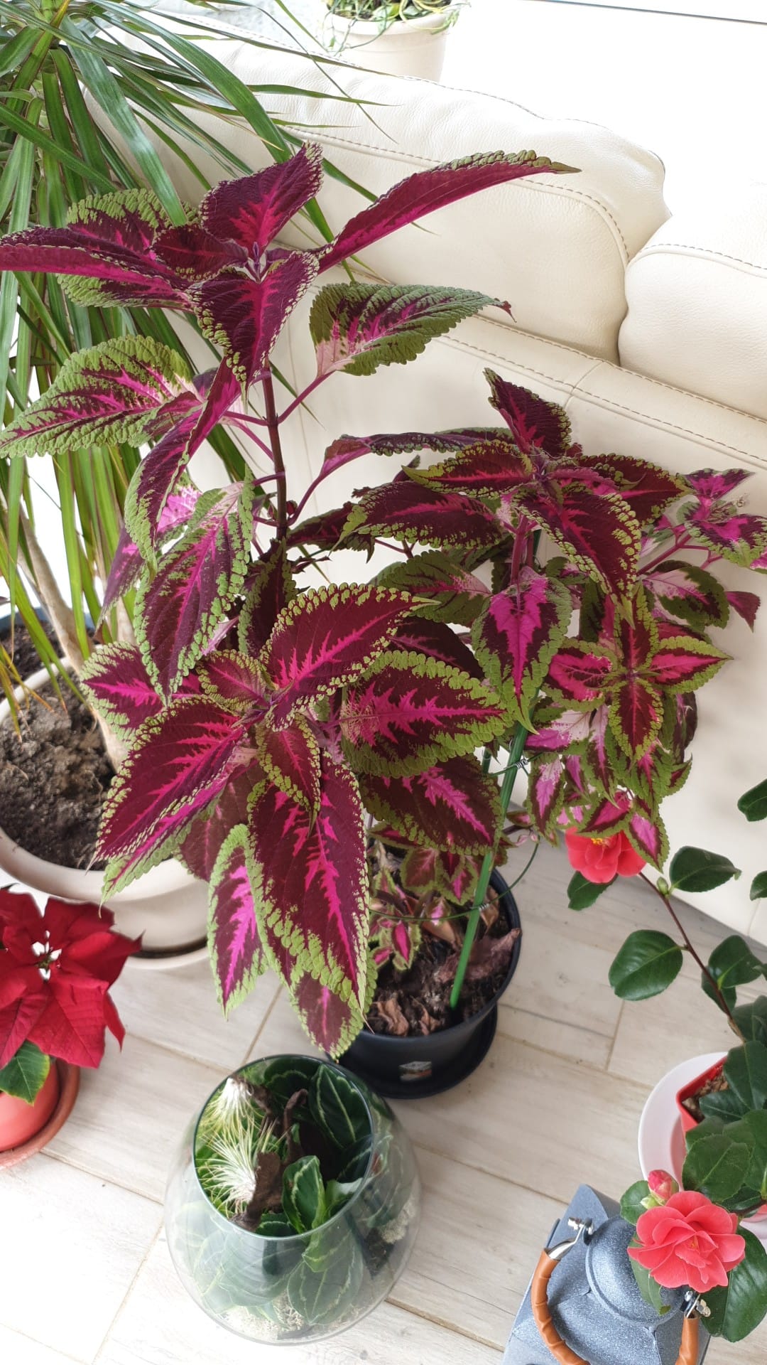Coleus, Chocolate Covered Cherry