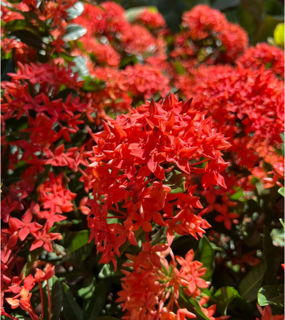 Dragon Boat Flower Seeds