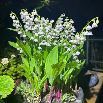 Lily of the Valley Roots