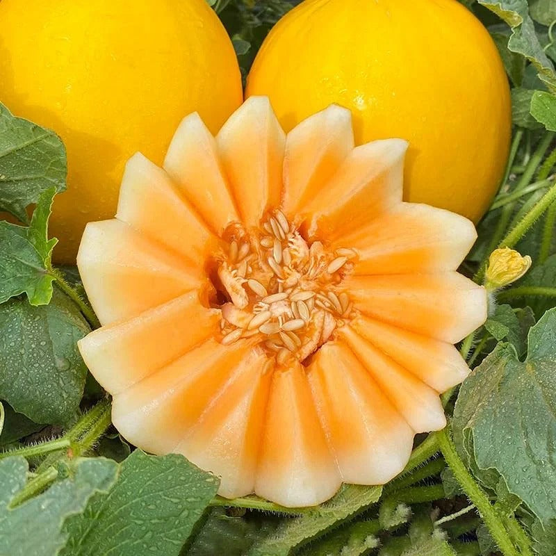 🍈Yellow River Honey Melon