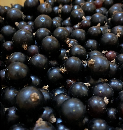 Multicolor Gooseberry Seeds