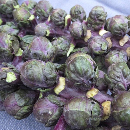 Brussels Sprouts Redarling F1