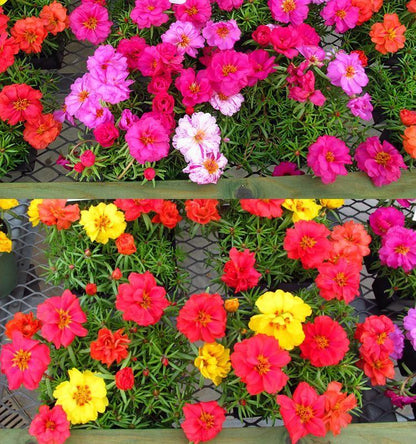10000 Pcs Muti-color Double Petal Sun Flower Seeds
