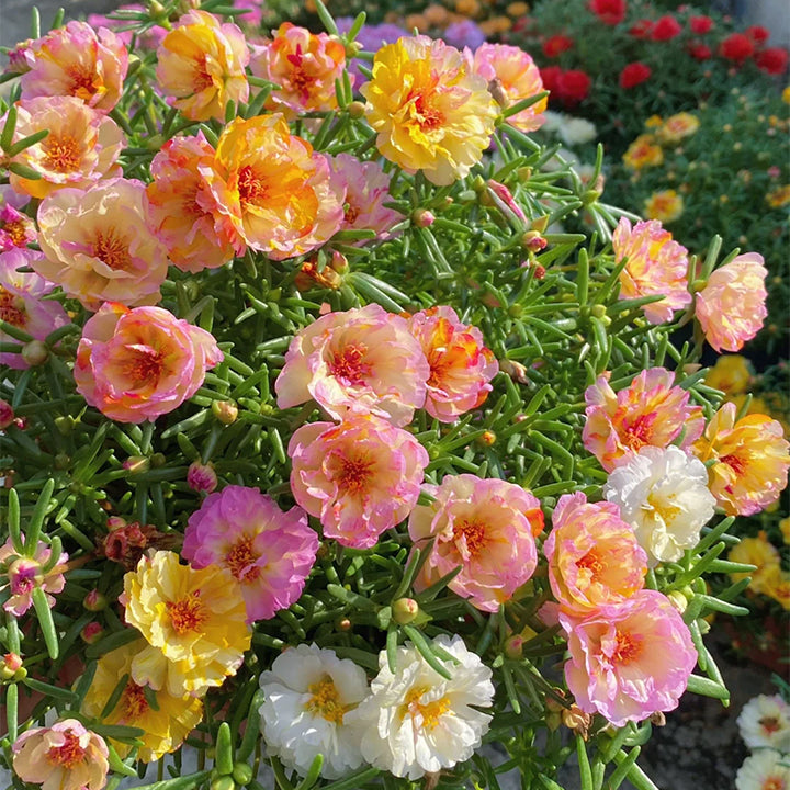 💙Muti-color Portulaca Flower Seeds