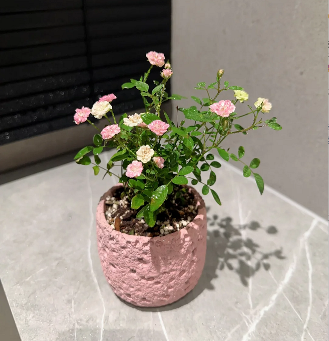 Rosa 'Suehime' Seeds