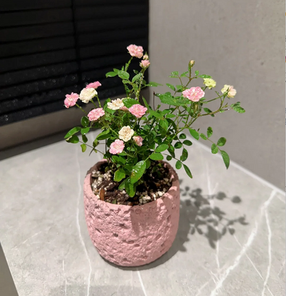 Rosa 'Suehime' Seeds