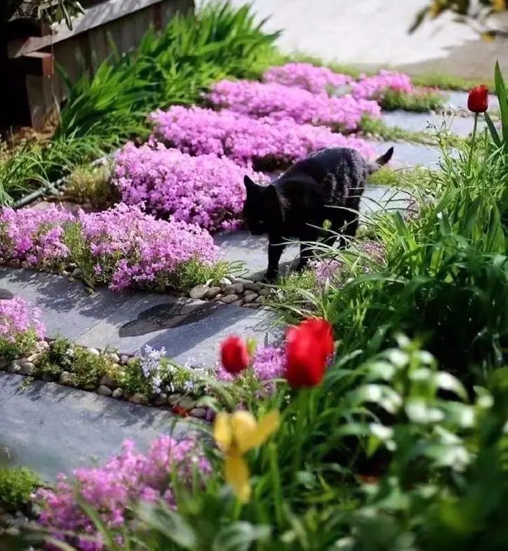 💐Vibrant Tapestry of Color ✨Creeping Phlox Seeds, Shibazakura Seeds