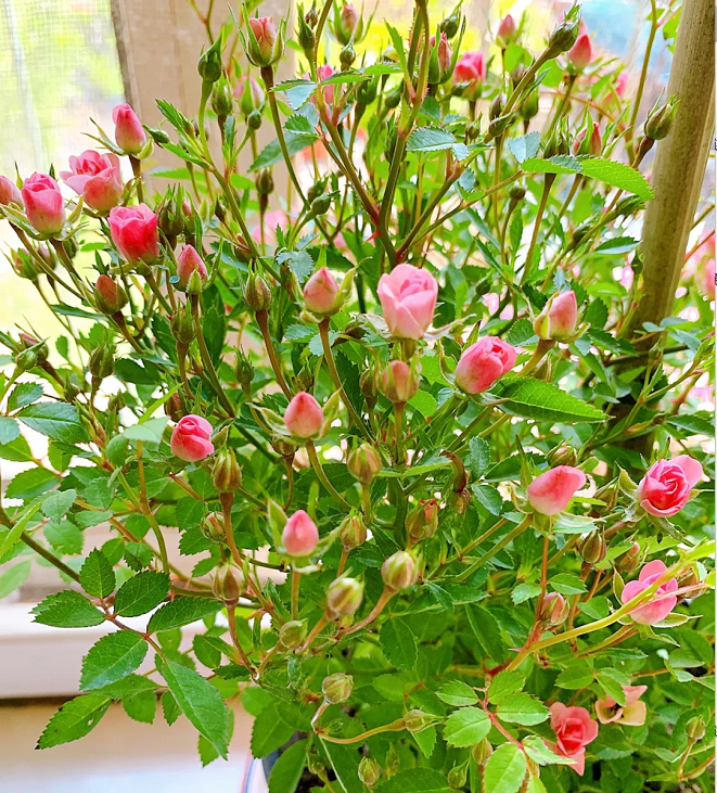 Rosa 'Suehime' Seeds