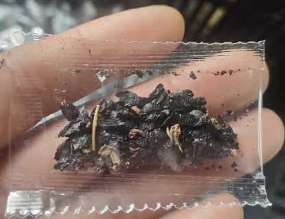 🔥Premium Rare Hosta Seeds🌿Shade-Tolerant Plant