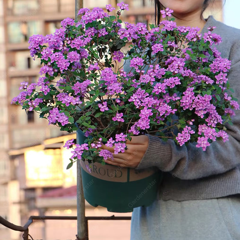🌺Colorful Elf Lantana Seeds - Repels Mosquitoes And Flies
