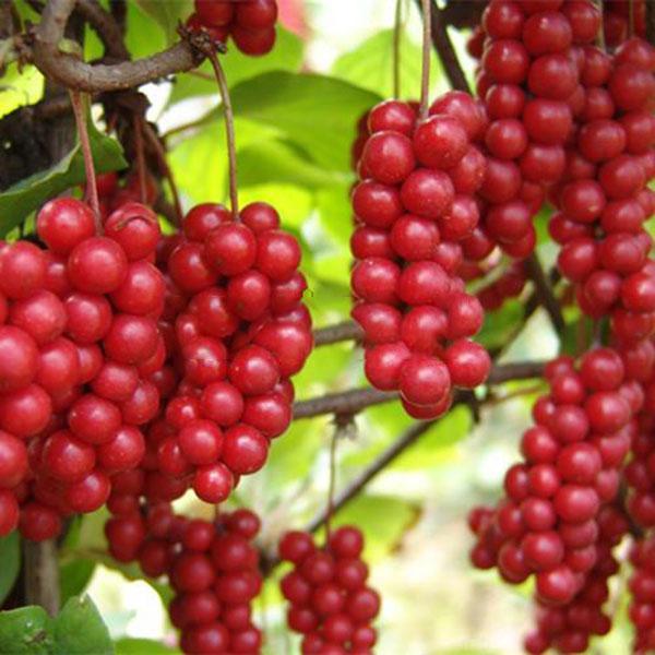 Egrow 50Pcs(100Pcs)/Pack Schisandra Seeds Chinese Magnolia Vine Edible Garden Fruit Tree Seed DIY Plants