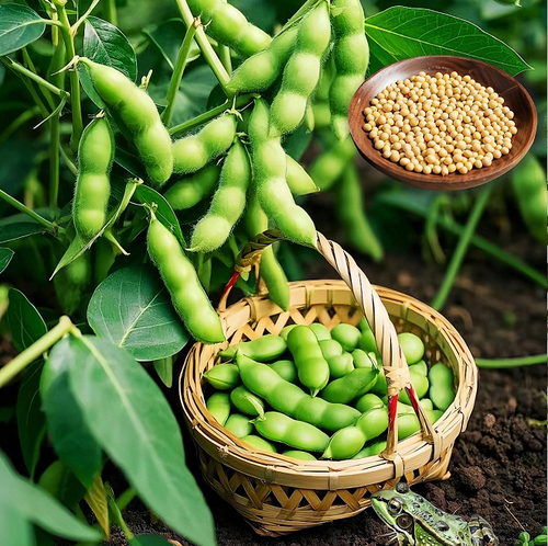 Edamame Seeds