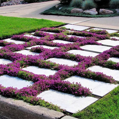 ✨Creeping Thyme Seeds for Four Seasons🏡Create Your Perfect Lawn Here🌼