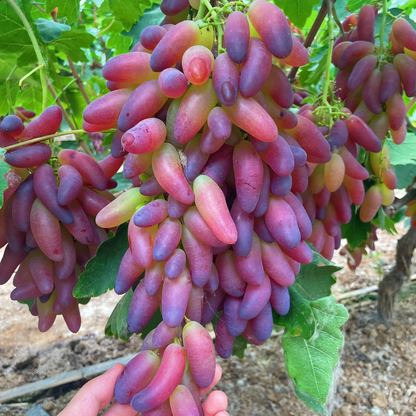 Beauty Finger Grape Seeds