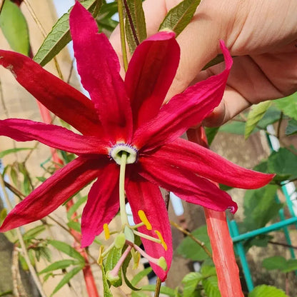 Passiflora Seeds - Banana Passion Fruit