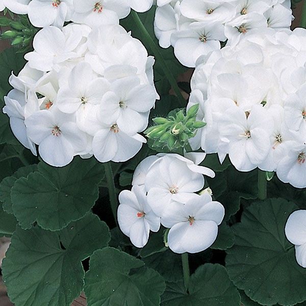 Geranium Pinto Premium White F1 Seed