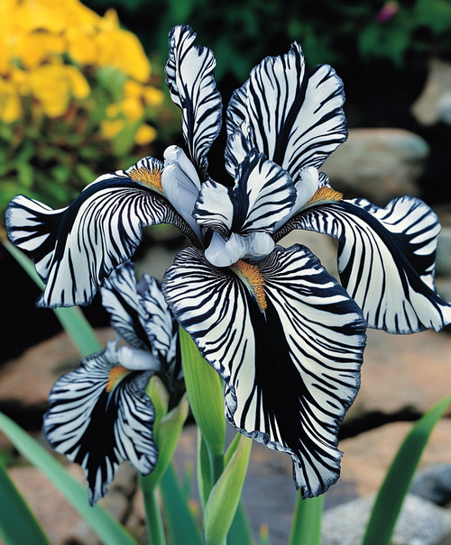 Zebra Stripes Iris Seeds