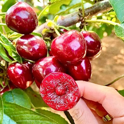 🍒Rainier Cherry Fruit Seeds(🌿99% Germination)