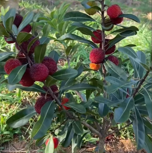 🍒 Giant Black Pearl Bayberry Seeds