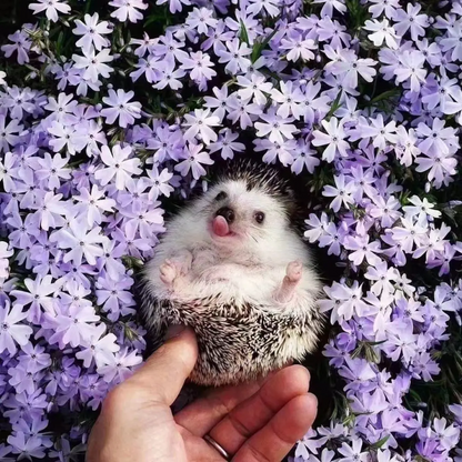 💐Vibrant Tapestry of Color ✨Creeping Phlox Seeds, Shibazakura Seeds