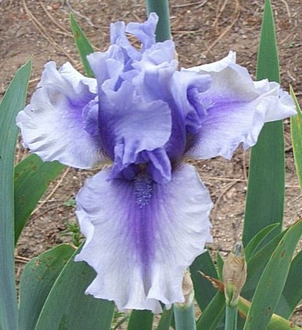 Multi Iris Seeds: Vibrant, Resilient, and Spectacular Blooms
