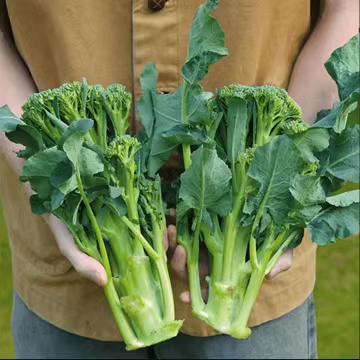 Chinese Broccoli Seeds