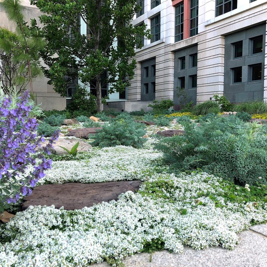 ✨Creeping Thyme Seeds for Four Seasons🏡Create Your Perfect Lawn Here🌼