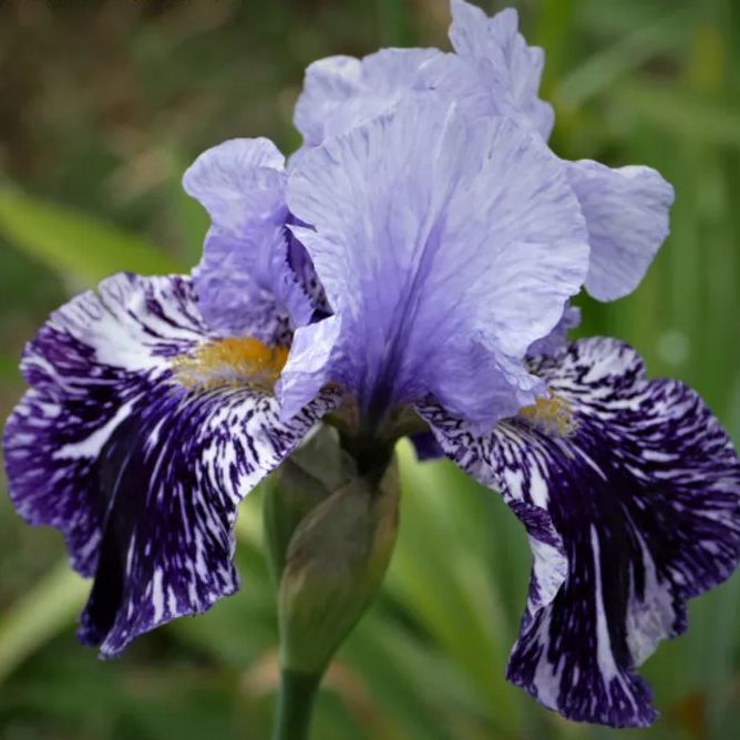 Iris germanica 'Millennium Falcon'