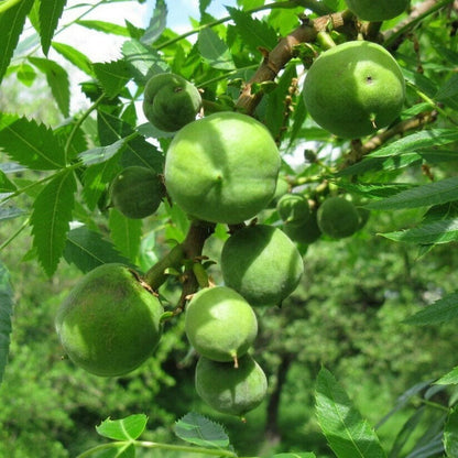 Xanthoceras Sorbifolia, Raintree Flower Seeds