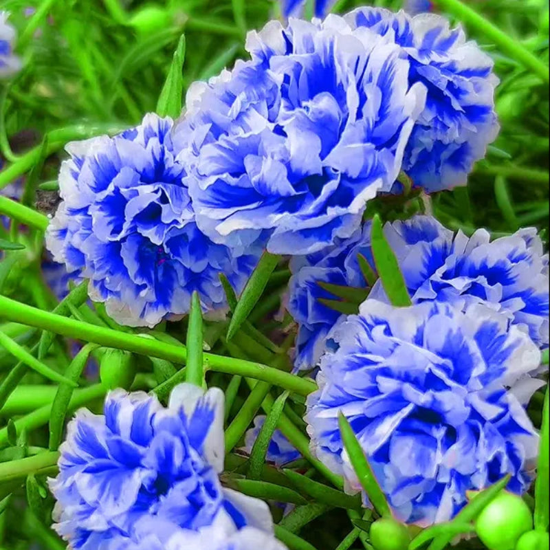 💙Muti-color Portulaca Flower Seeds